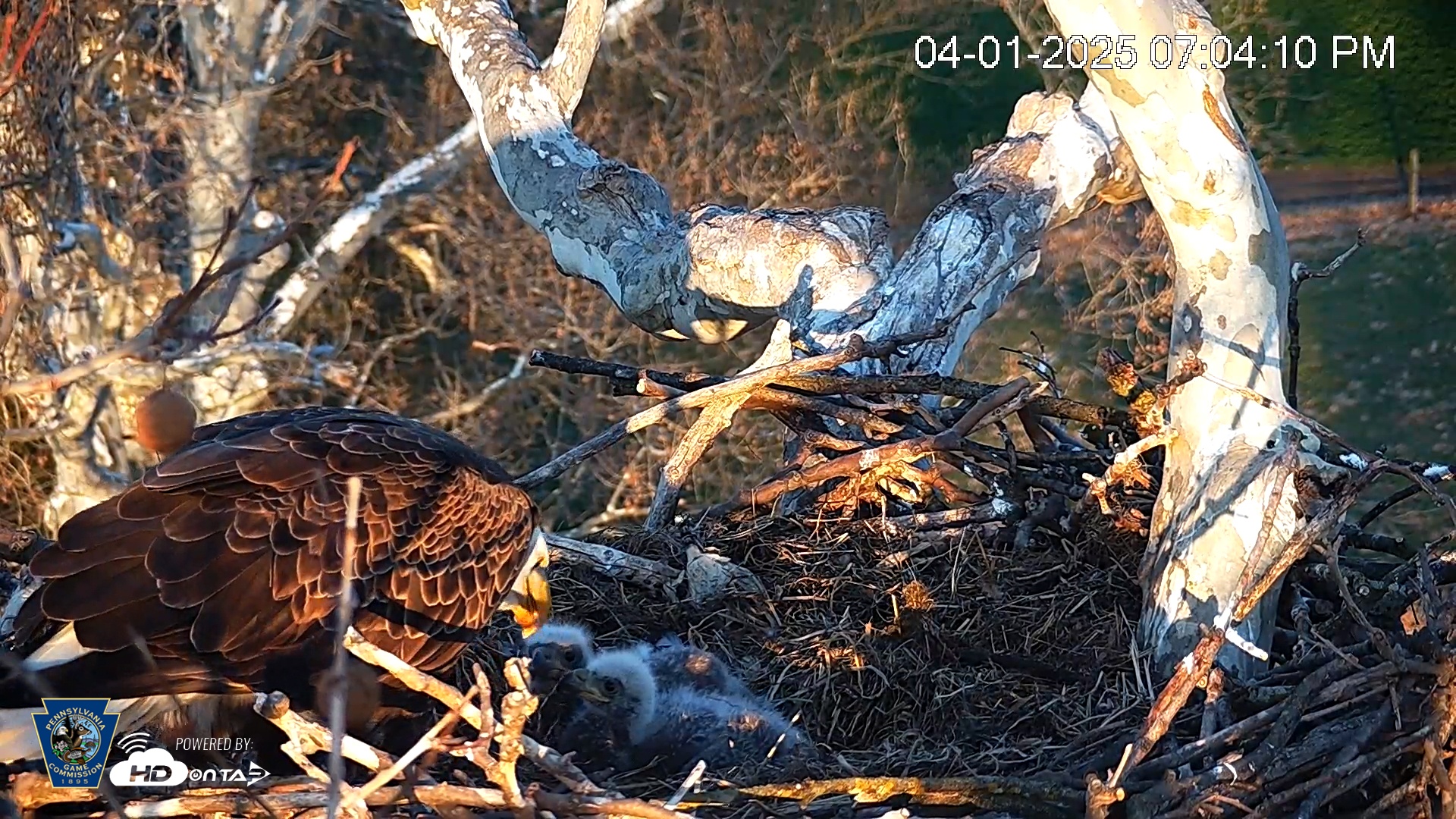 Snapshot of PA Farm Country Eagles Live Cams taken Apr 1, 2025, 7:04pm EDT