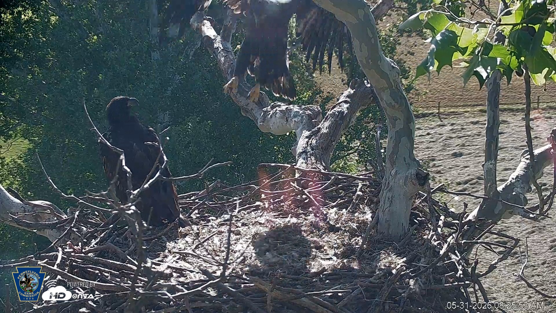 Snapshot of PA Farm Country Eagles Live Cams taken May 31, 2026, 8:26am EDT