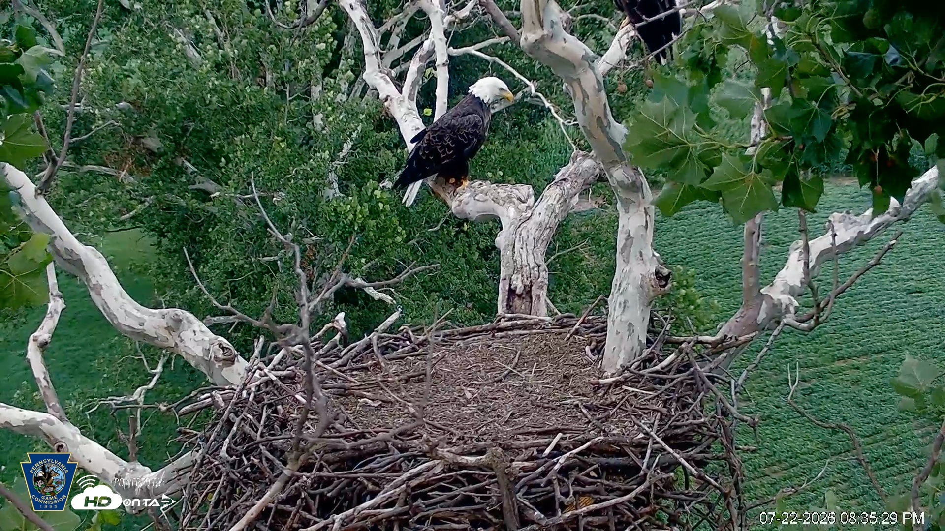Snapshot of PA Farm Country Eagles Live Cams taken Jul 22, 2026, 8:36pm EDT