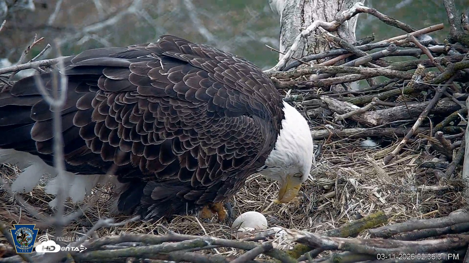 Snapshot of PA Farm Country Eagles Live Cams taken Mar 11, 2026, 2:37pm EDT