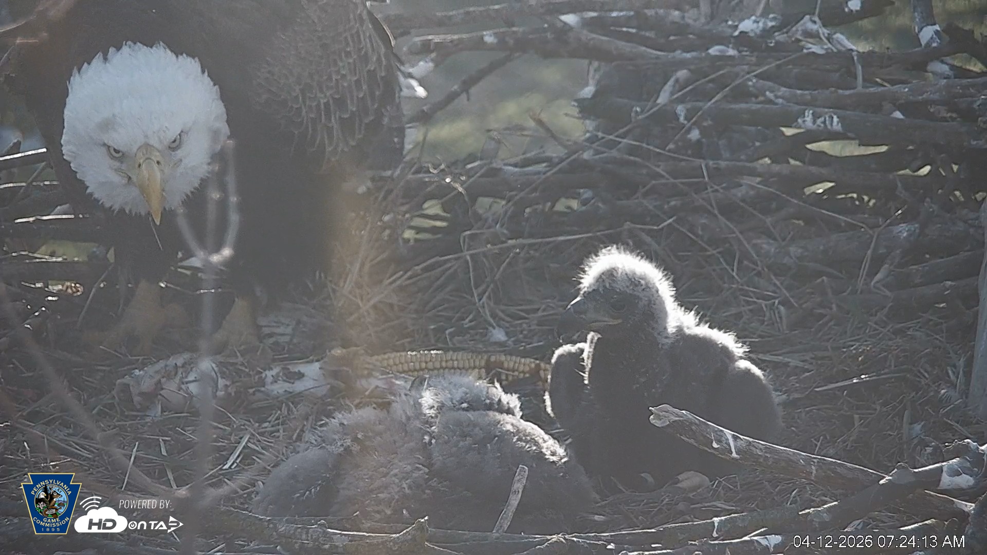Snapshot of PA Farm Country Eagles Live Cams taken Apr 12, 2026, 7:25am EDT