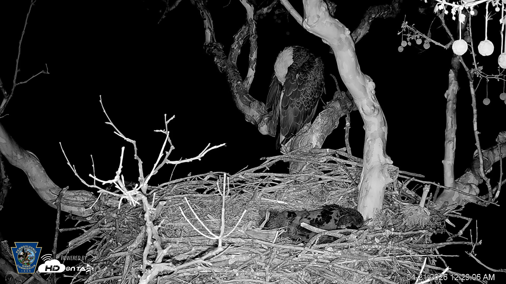 Snapshot of PA Farm Country Eagles Live Cams taken Apr 21, 2026, 12:29am EDT