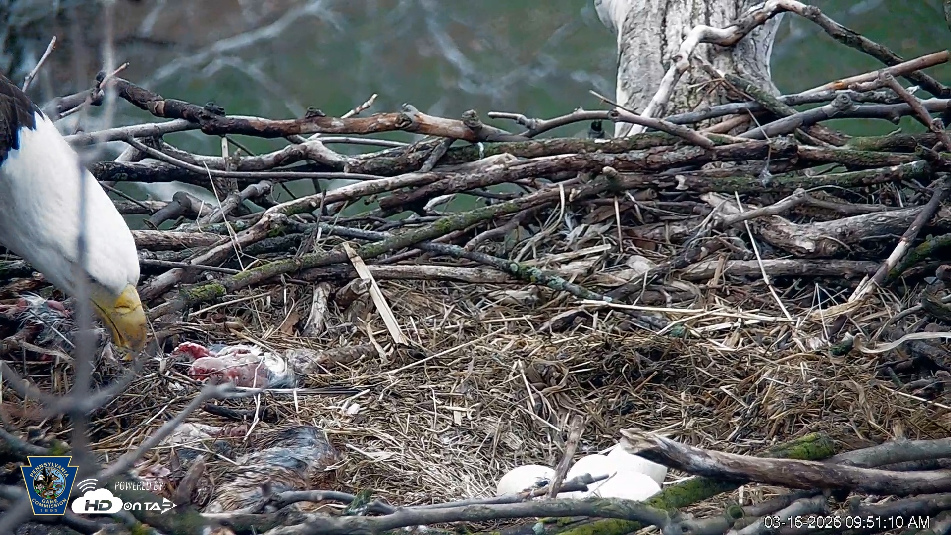 Snapshot of PA Farm Country Eagles Live Cams taken Mar 16, 2026, 9:52am EDT
