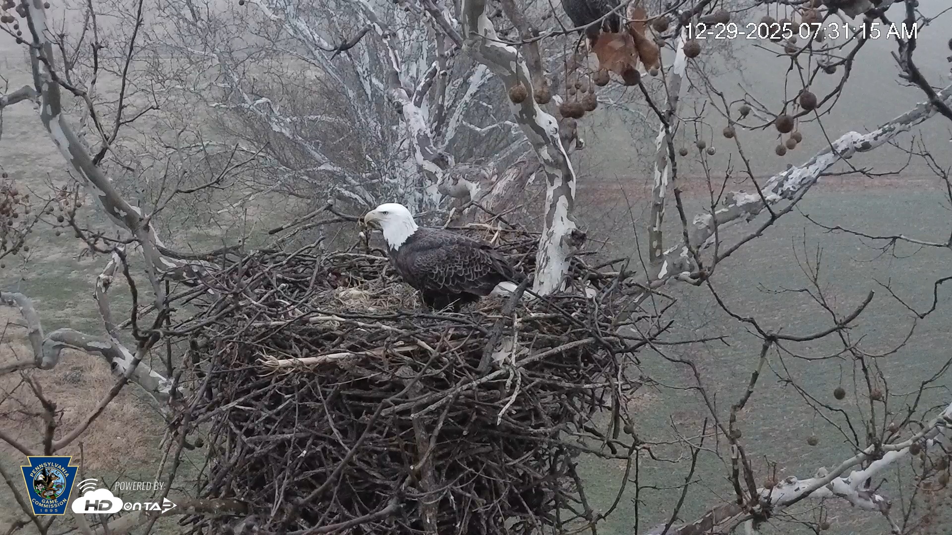 Snapshot of PA Farm Country Eagles Live Cams taken Dec 29, 2025, 7:31am EST
