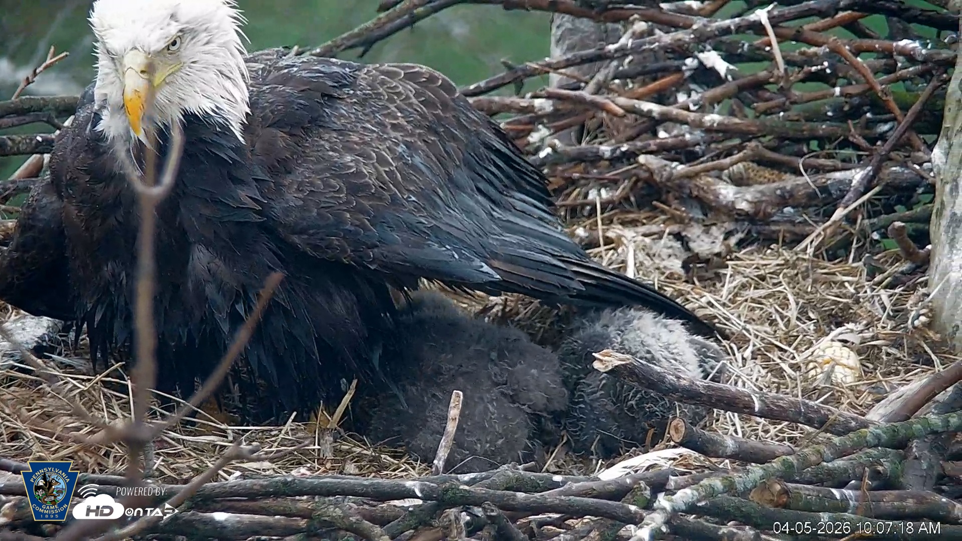 Snapshot of PA Farm Country Eagles Live Cams taken Apr 5, 2026, 10:08am EDT