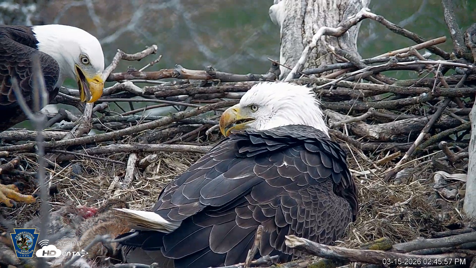 Snapshot of PA Farm Country Eagles Live Cams taken Mar 15, 2026, 2:46pm EDT