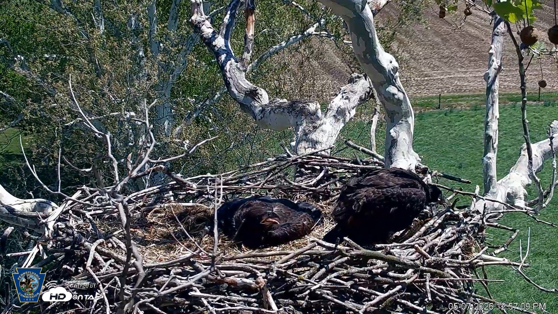 Snapshot of PA Farm Country Eagles Live Cams taken May 7, 2026, 12:58pm EDT