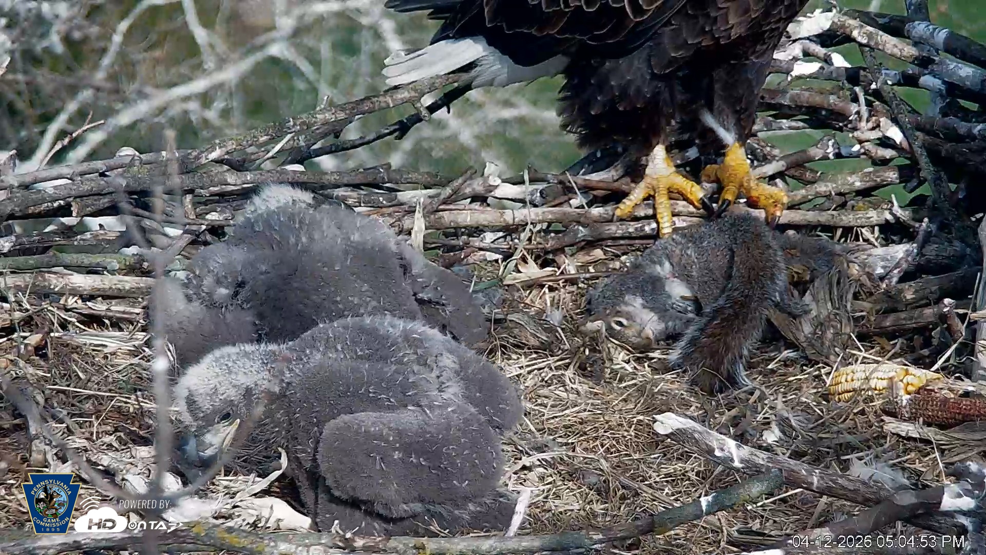 Snapshot of PA Farm Country Eagles Live Cams taken Apr 12, 2026, 5:05pm EDT