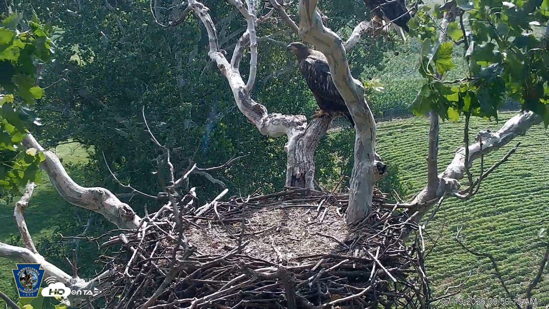 Snapshot of PA Farm Country Eagles Live Cams taken Jul 19, 2026, 9:51am EDT