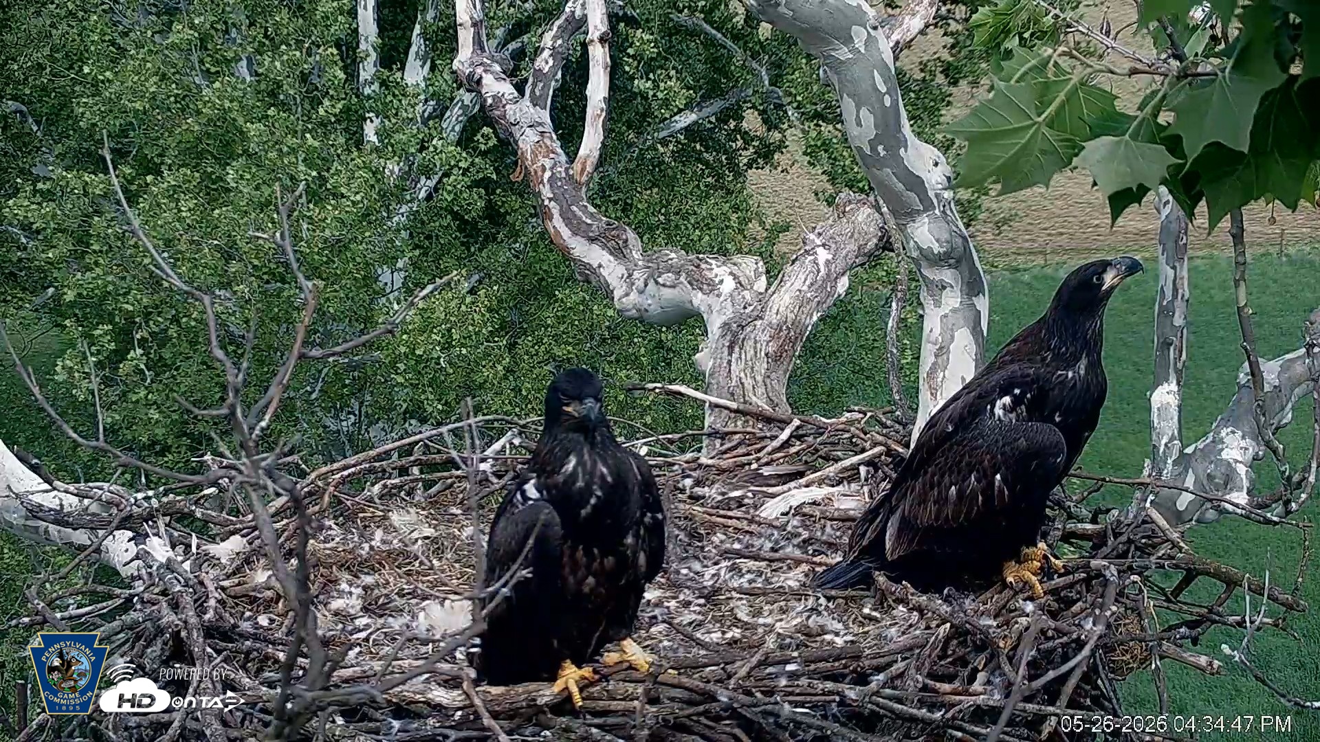 Snapshot of PA Farm Country Eagles Live Cams taken May 26, 2026, 4:35pm EDT