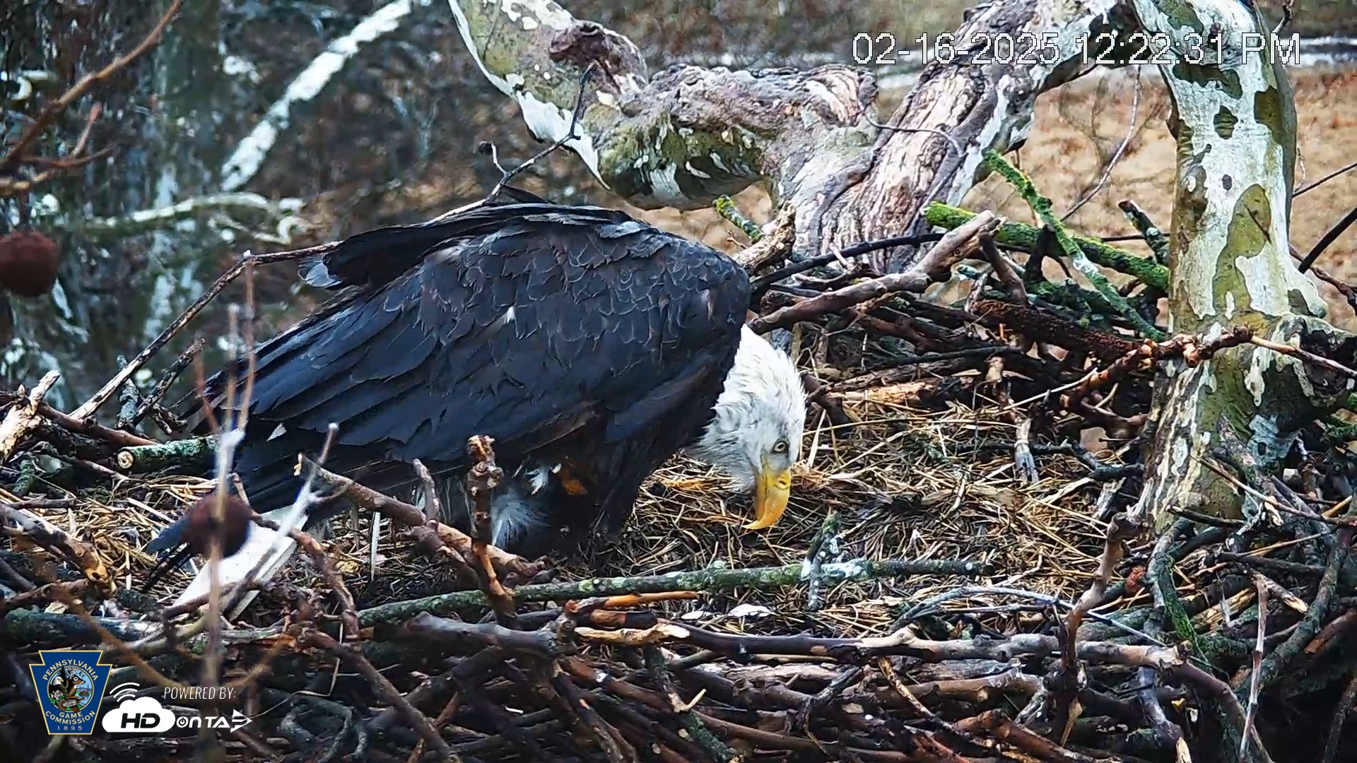 Snapshot of PA Farm Country Eagles Live Cams taken Feb 16, 2025, 12:23pm EST
