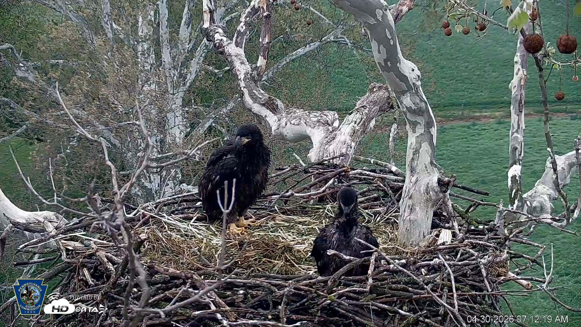 Snapshot of PA Farm Country Eagles Live Cams taken Apr 30, 2026, 7:13am EDT