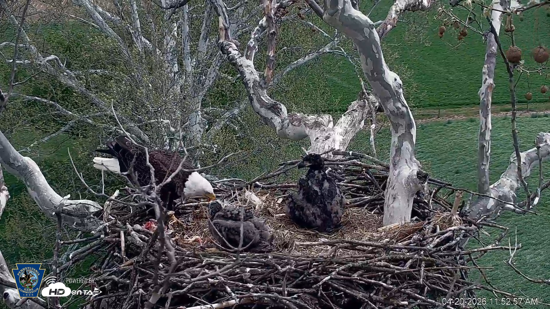 Snapshot of PA Farm Country Eagles Live Cams taken Apr 20, 2026, 11:53am EDT