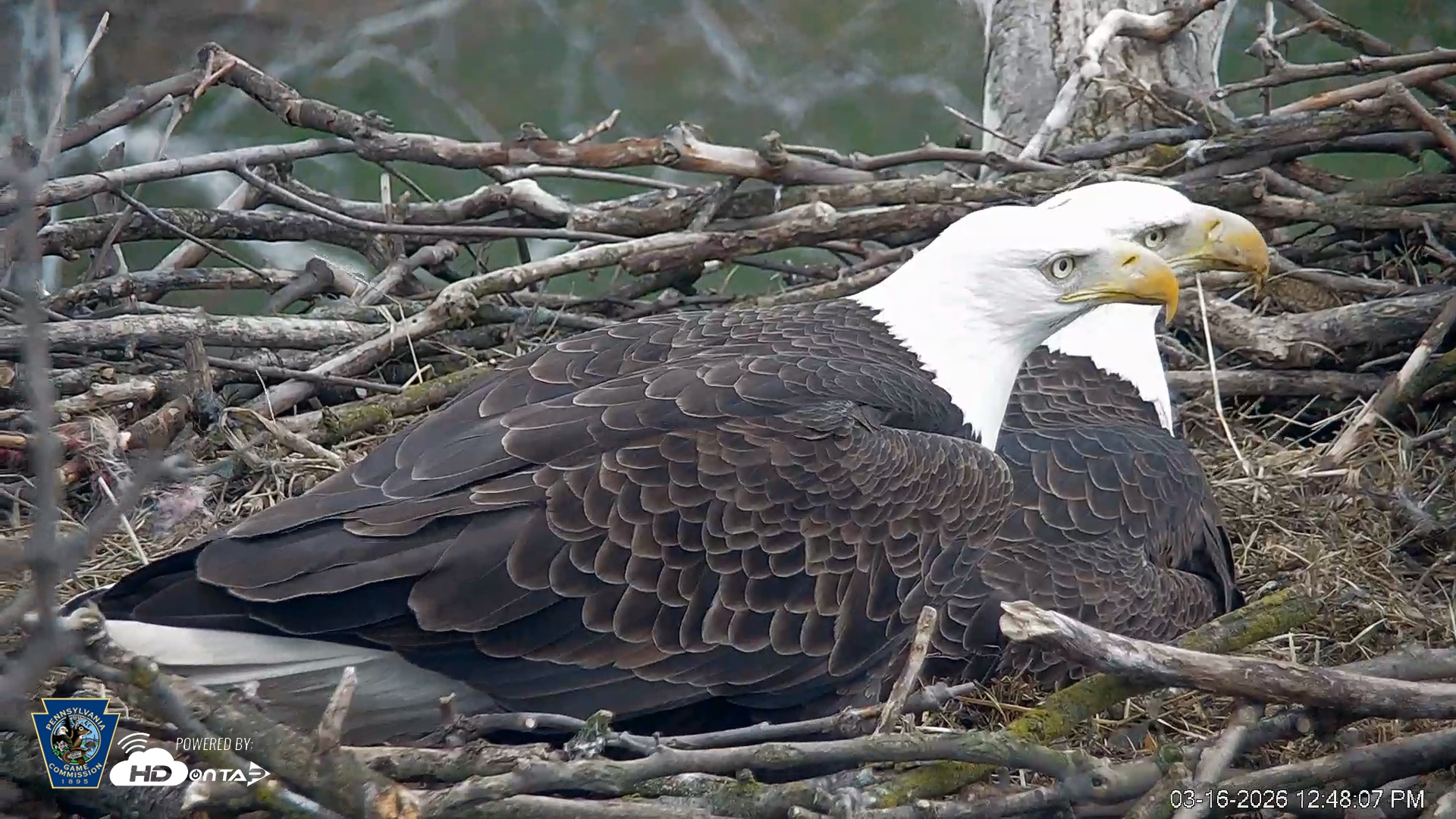 Snapshot of PA Farm Country Eagles Live Cams taken Mar 16, 2026, 12:49pm EDT