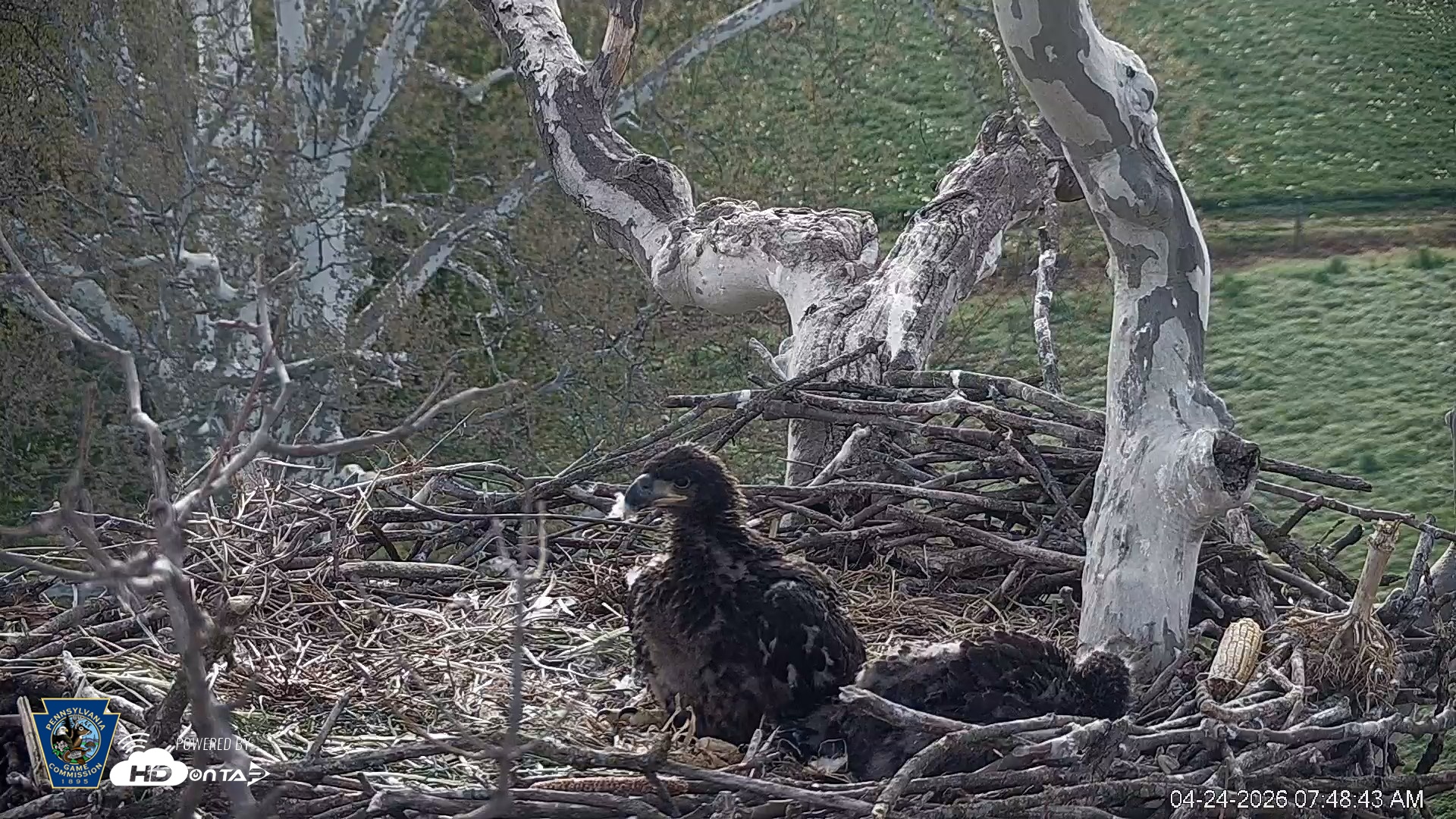 Snapshot of PA Farm Country Eagles Live Cams taken Apr 24, 2026, 7:49am EDT