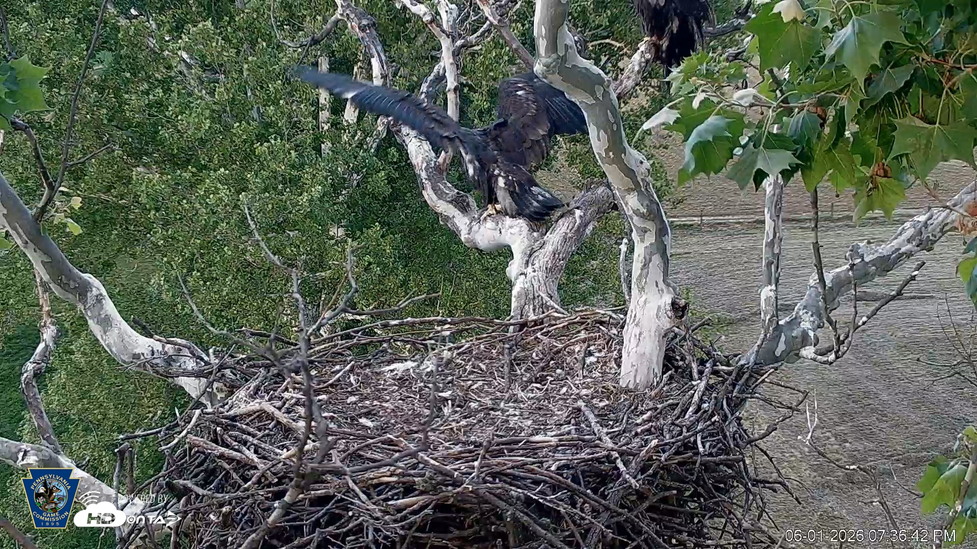 Snapshot of PA Farm Country Eagles Live Cams taken Jun 1, 2026, 7:37pm EDT