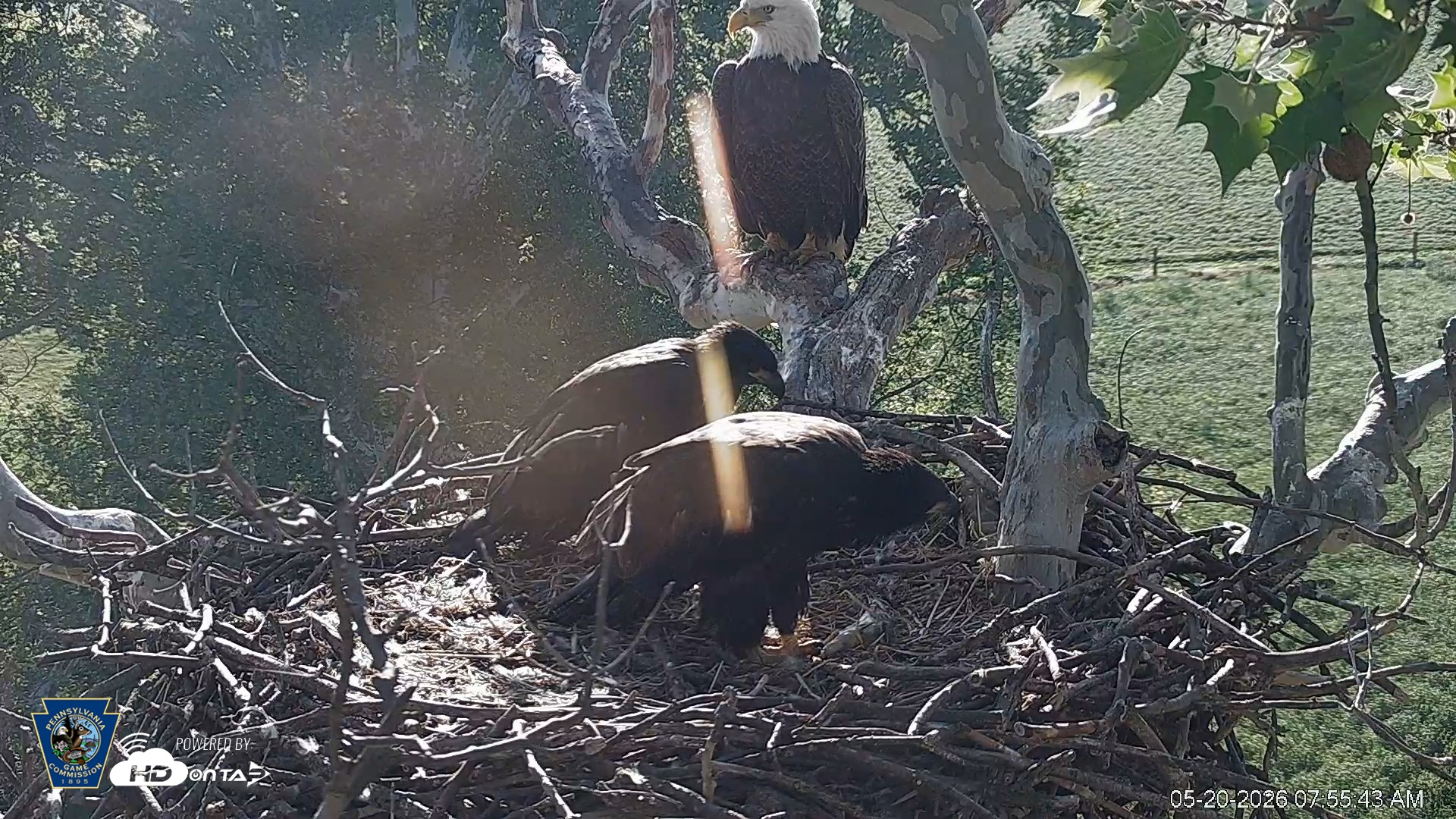 Snapshot of PA Farm Country Eagles Live Cams taken May 20, 2026, 7:56am EDT