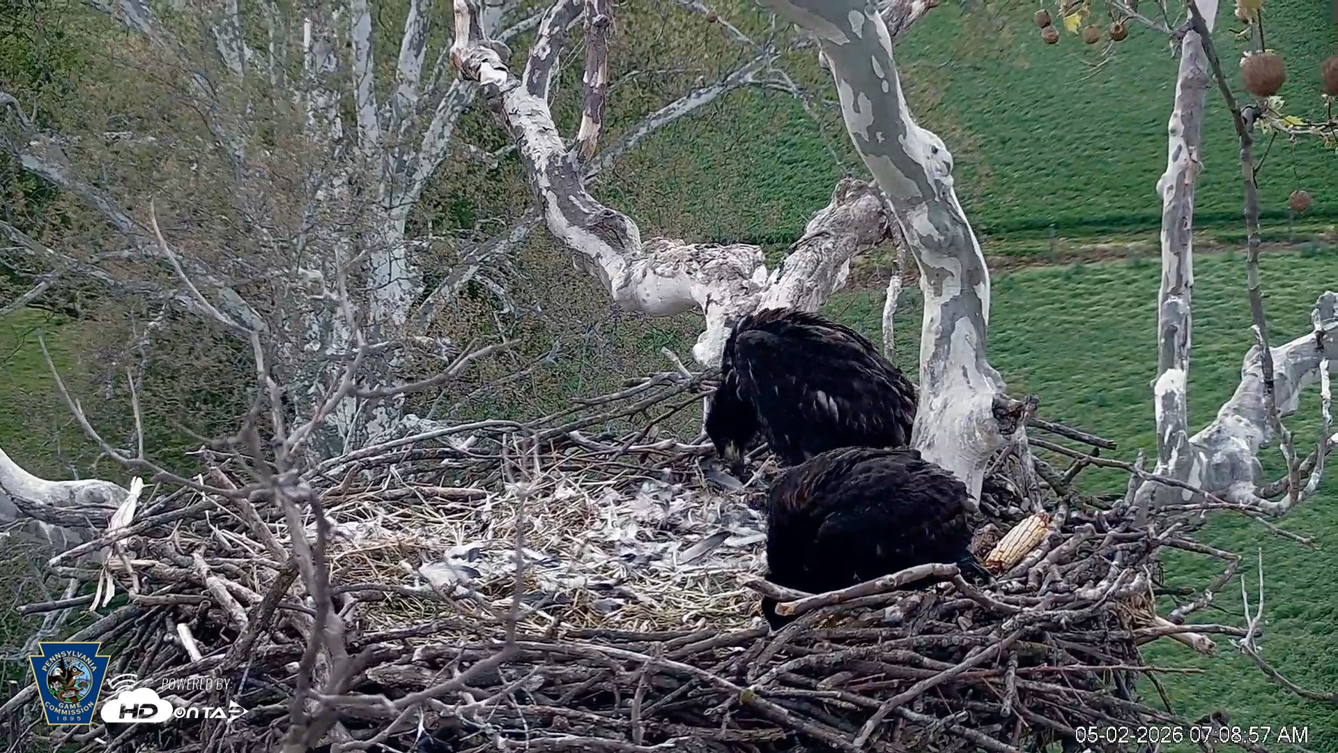Snapshot of PA Farm Country Eagles Live Cams taken May 2, 2026, 7:10am EDT