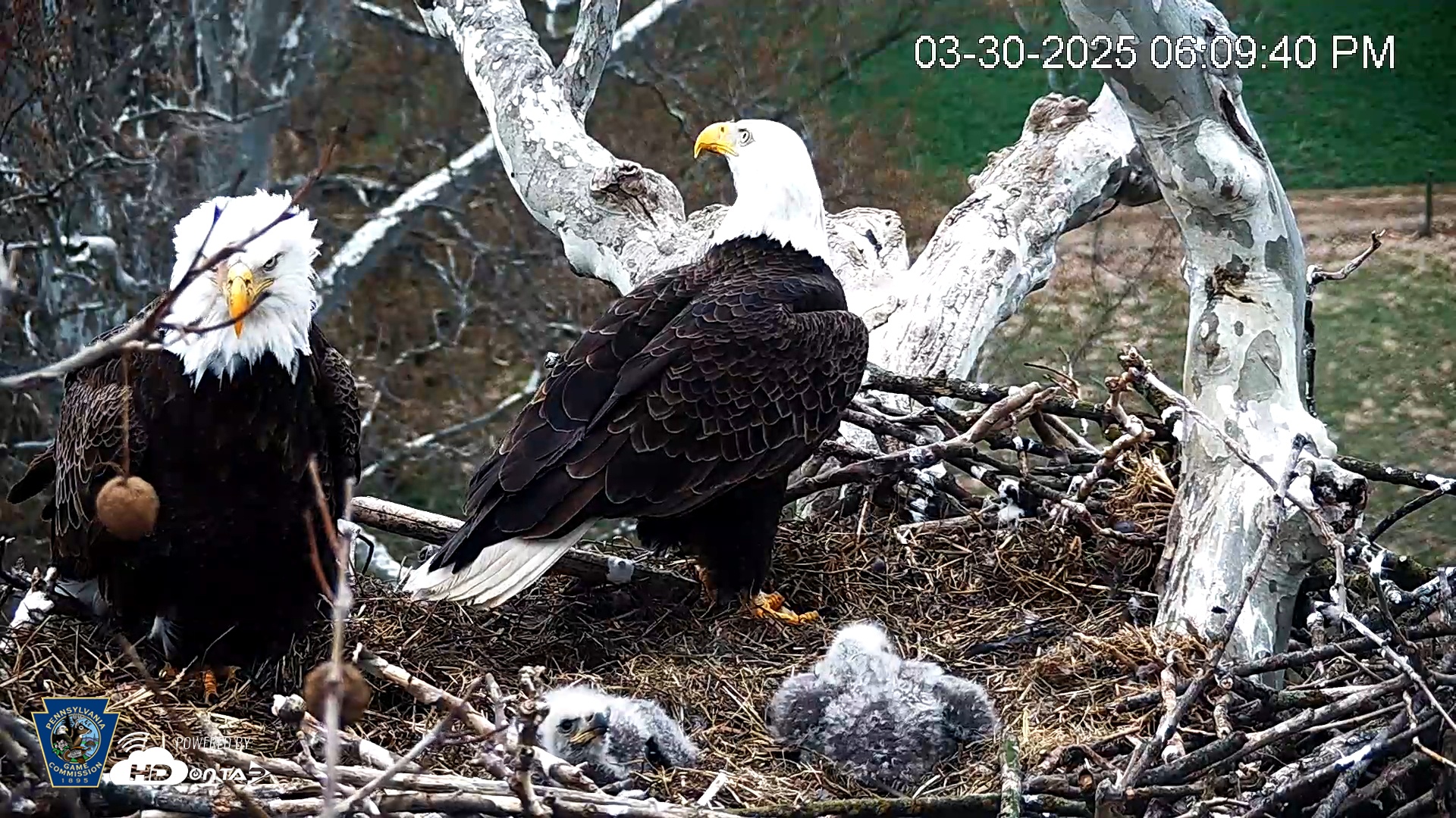 Snapshot of PA Farm Country Eagles Live Cams taken Mar 30, 2025, 6:10pm EDT