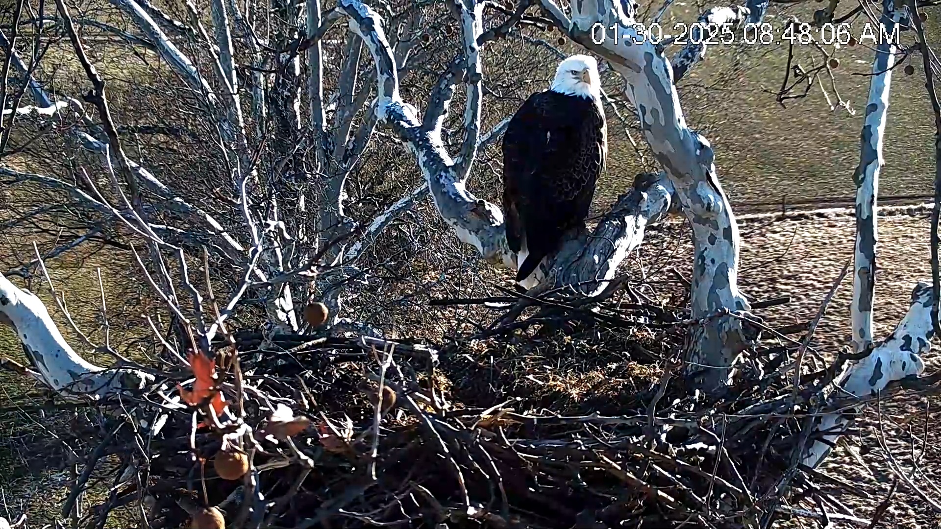 Snapshot of PA Farm Country Eagles Live Cams taken Jan 30, 2025, 8:48am EST
