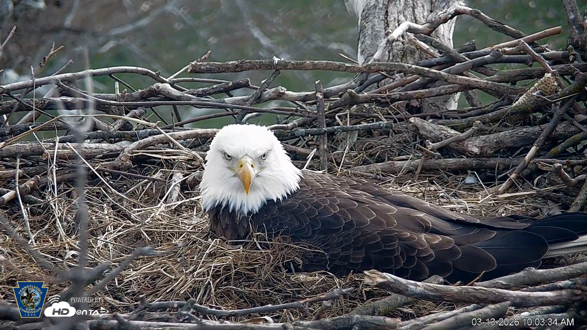 Snapshot of PA Farm Country Eagles Live Cams taken Mar 13, 2026, 10:04am EDT