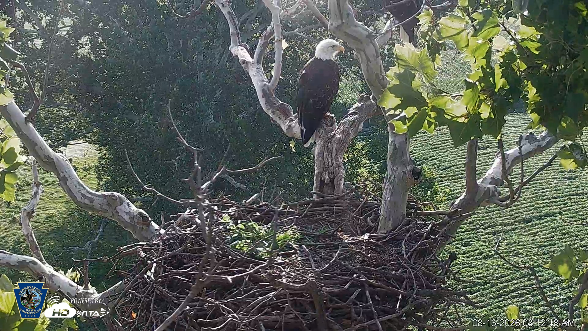 Snapshot of PA Farm Country Eagles Live Cams taken Aug 13, 2026, 8:13am EDT