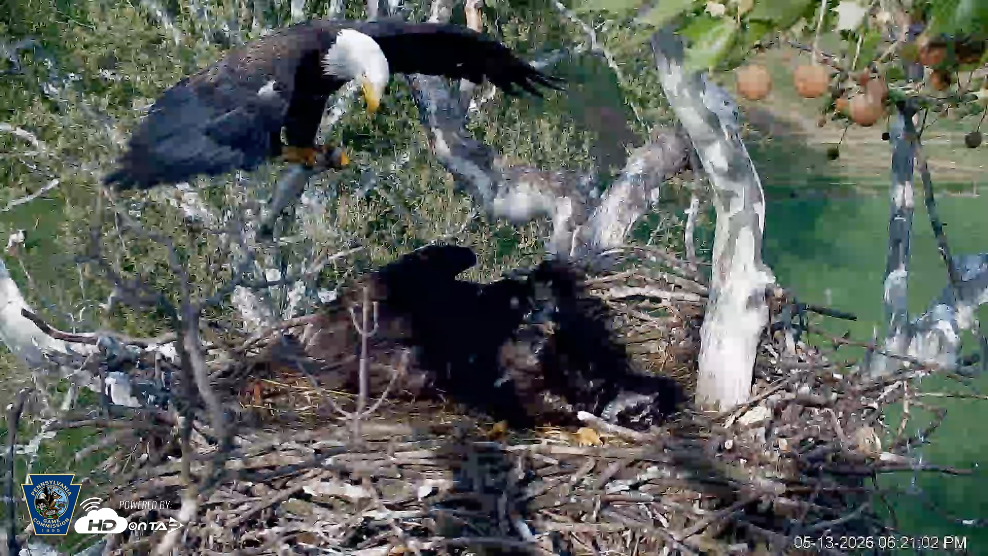 Snapshot of PA Farm Country Eagles Live Cams taken May 13, 2026, 6:24pm EDT