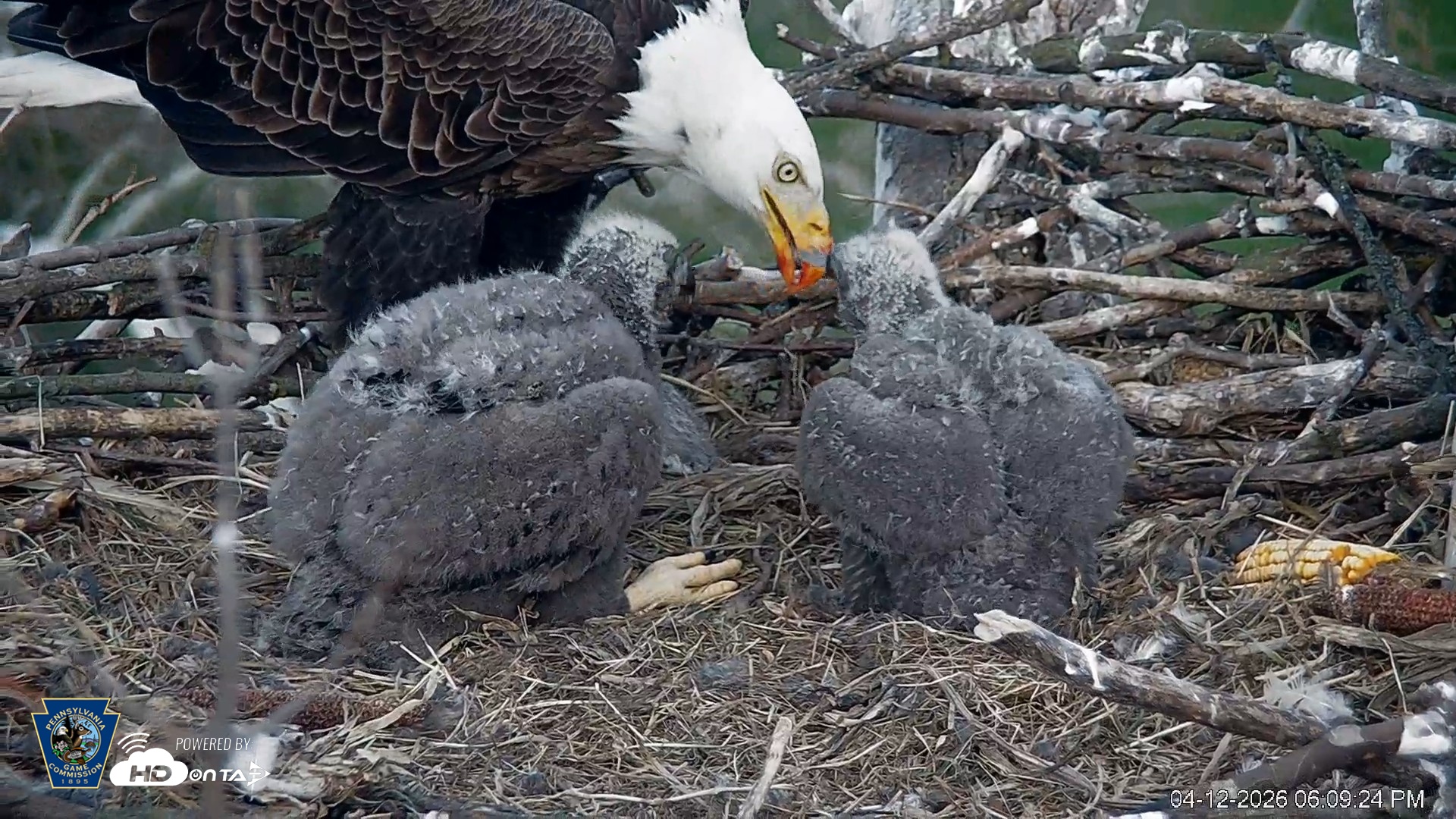 Snapshot of PA Farm Country Eagles Live Cams taken Apr 12, 2026, 6:10pm EDT