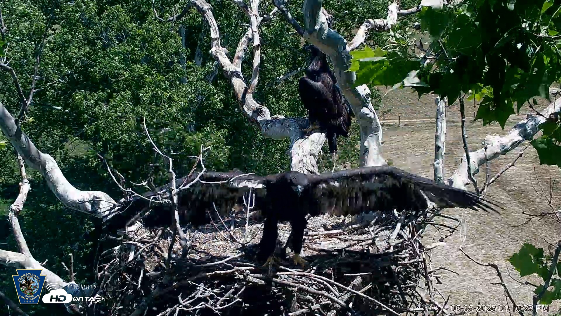 Snapshot of PA Farm Country Eagles Live Cams taken Jun 5, 2026, 1:11pm EDT