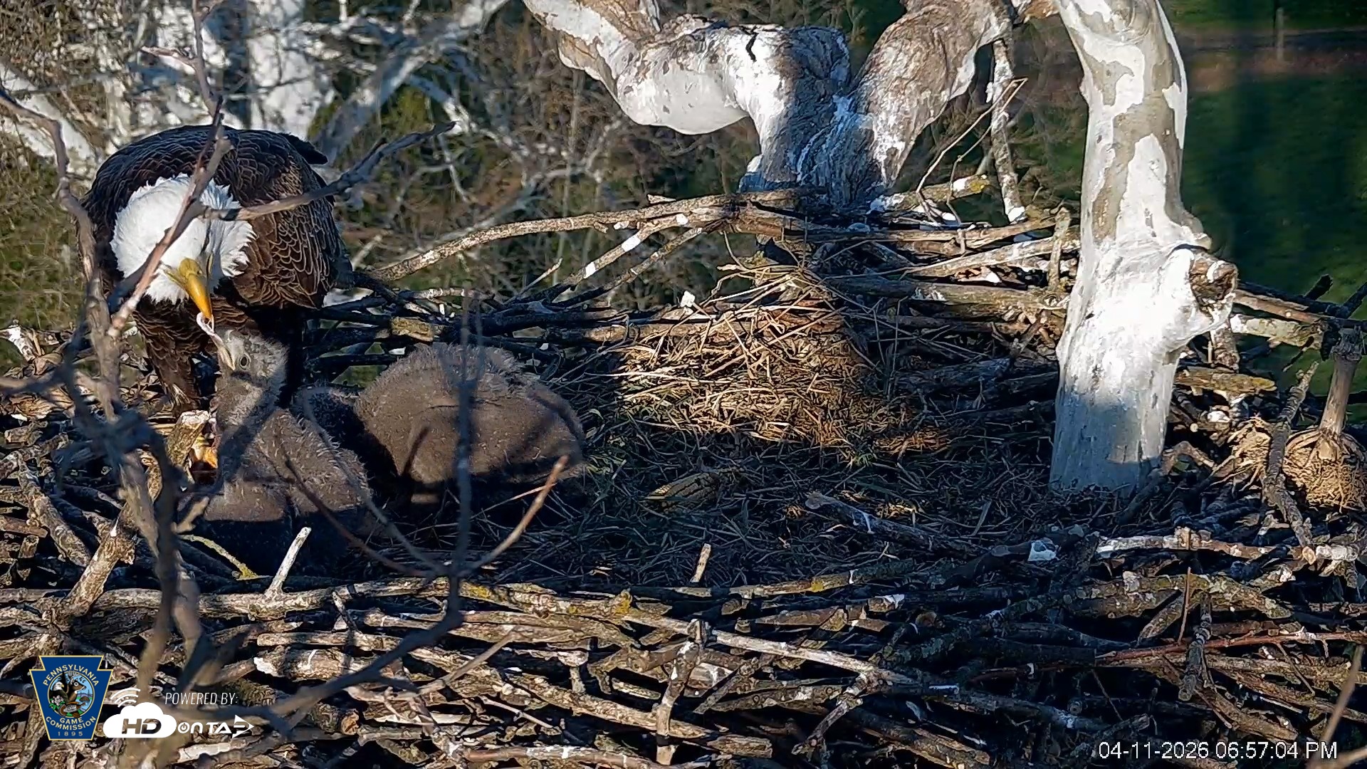 Snapshot of PA Farm Country Eagles Live Cams taken Apr 11, 2026, 6:57pm EDT