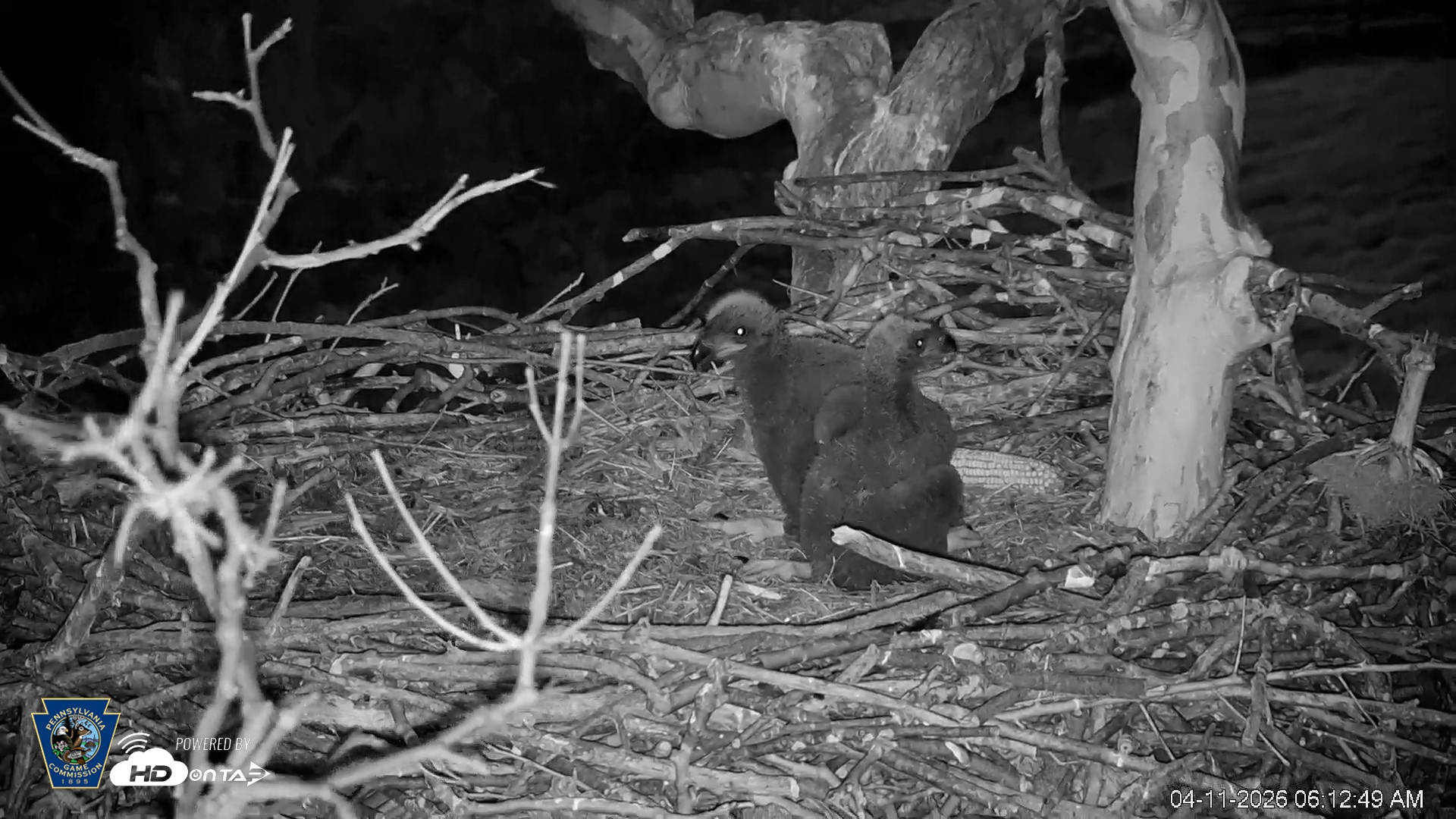 Snapshot of PA Farm Country Eagles Live Cams taken Apr 11, 2026, 6:13am EDT