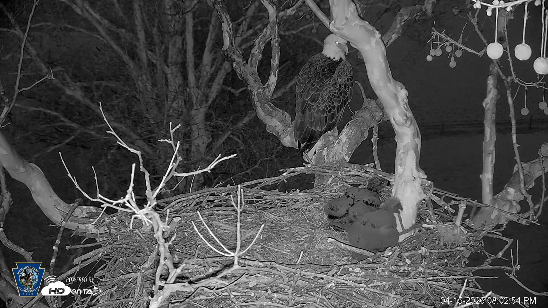 Snapshot of PA Farm Country Eagles Live Cams taken Apr 15, 2026, 8:04pm EDT