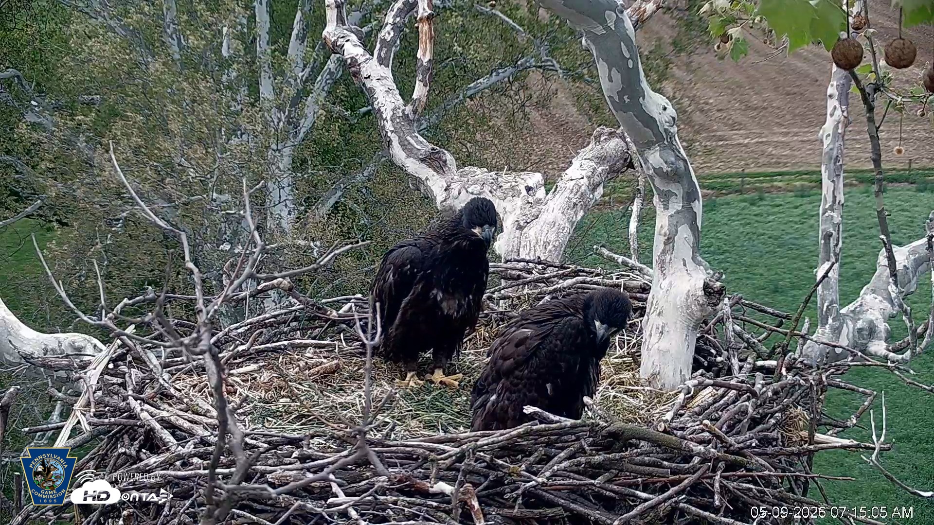 Snapshot of PA Farm Country Eagles Live Cams taken May 9, 2026, 7:17am EDT