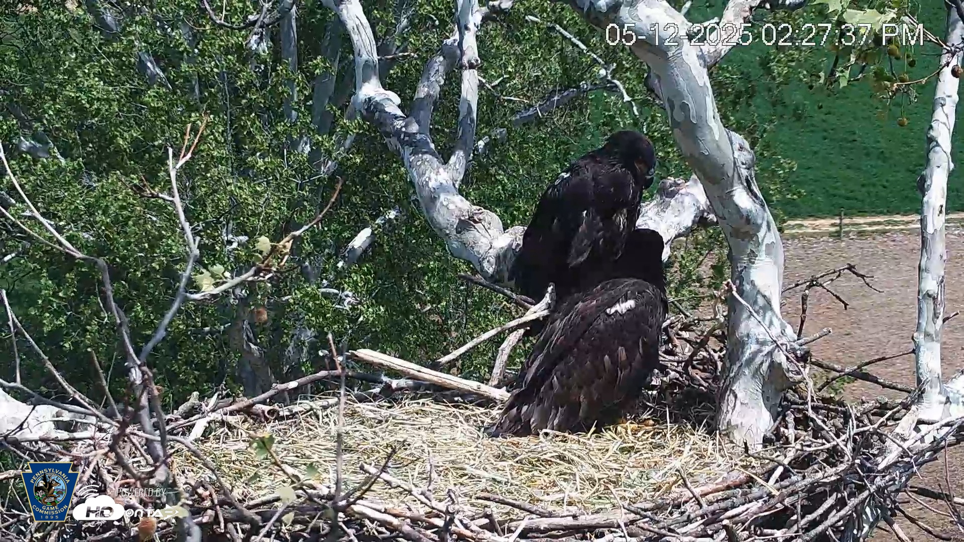 Snapshot of PA Farm Country Eagles Live Cams taken May 12, 2025, 2:28pm EDT