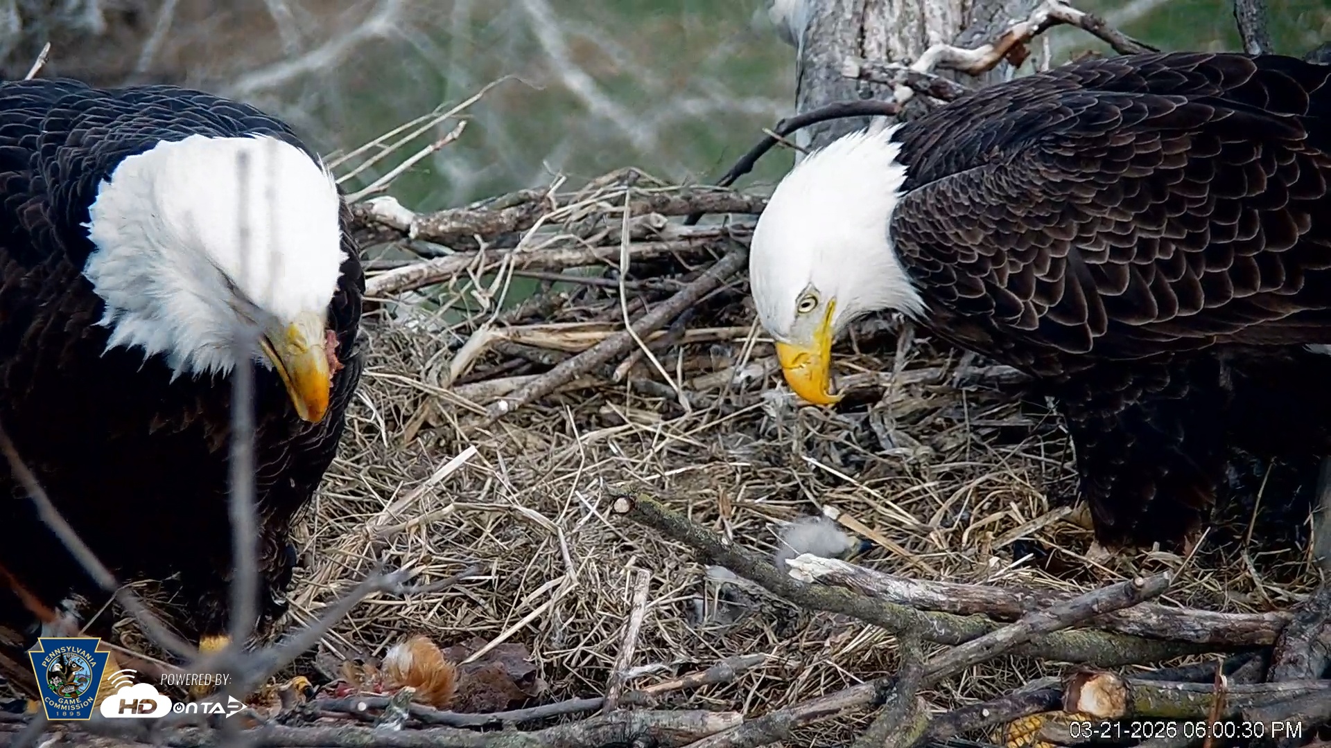 Snapshot of PA Farm Country Eagles Live Cams taken Mar 21, 2026, 6:01pm EDT