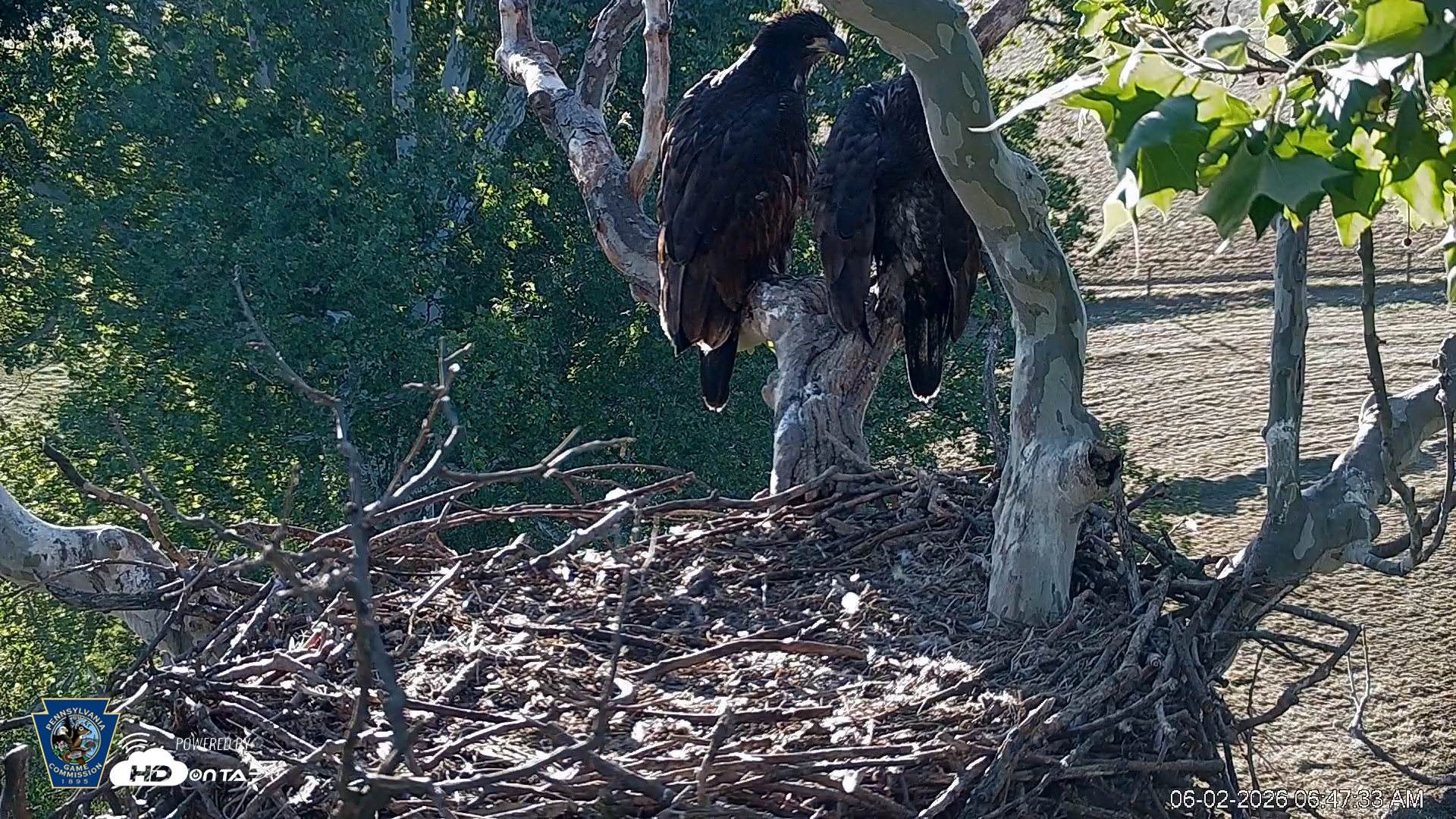 Snapshot of PA Farm Country Eagles Live Cams taken Jun 2, 2026, 6:48am EDT