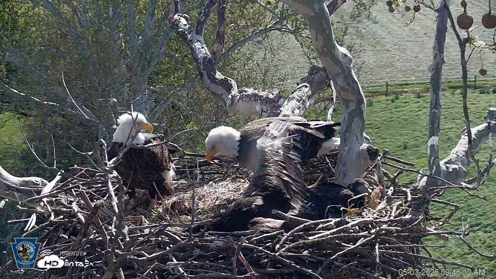 Snapshot of PA Farm Country Eagles Live Cams taken May 3, 2026, 9:46am EDT