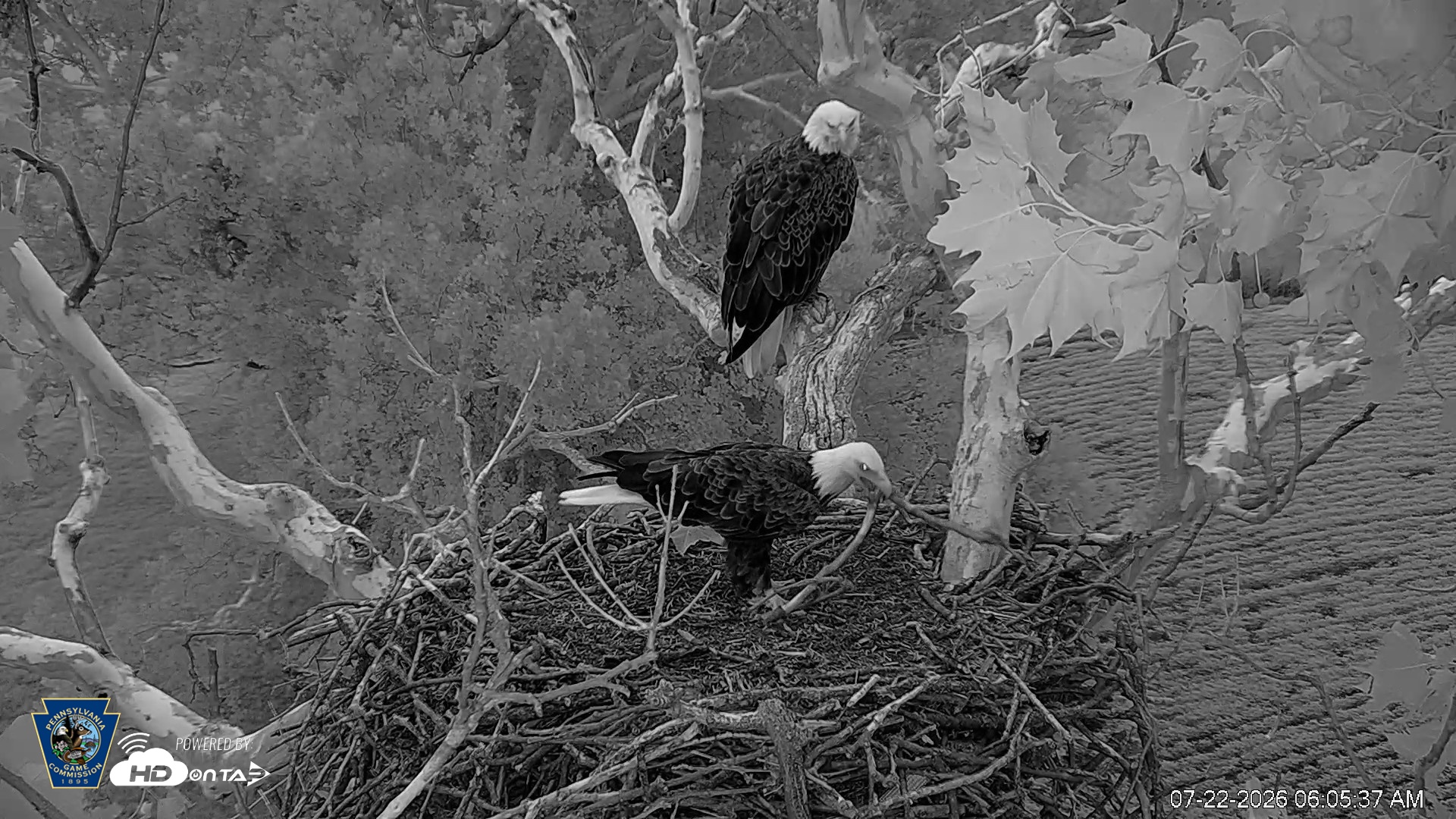 Snapshot of PA Farm Country Eagles Live Cams taken Jul 22, 2026, 6:07am EDT