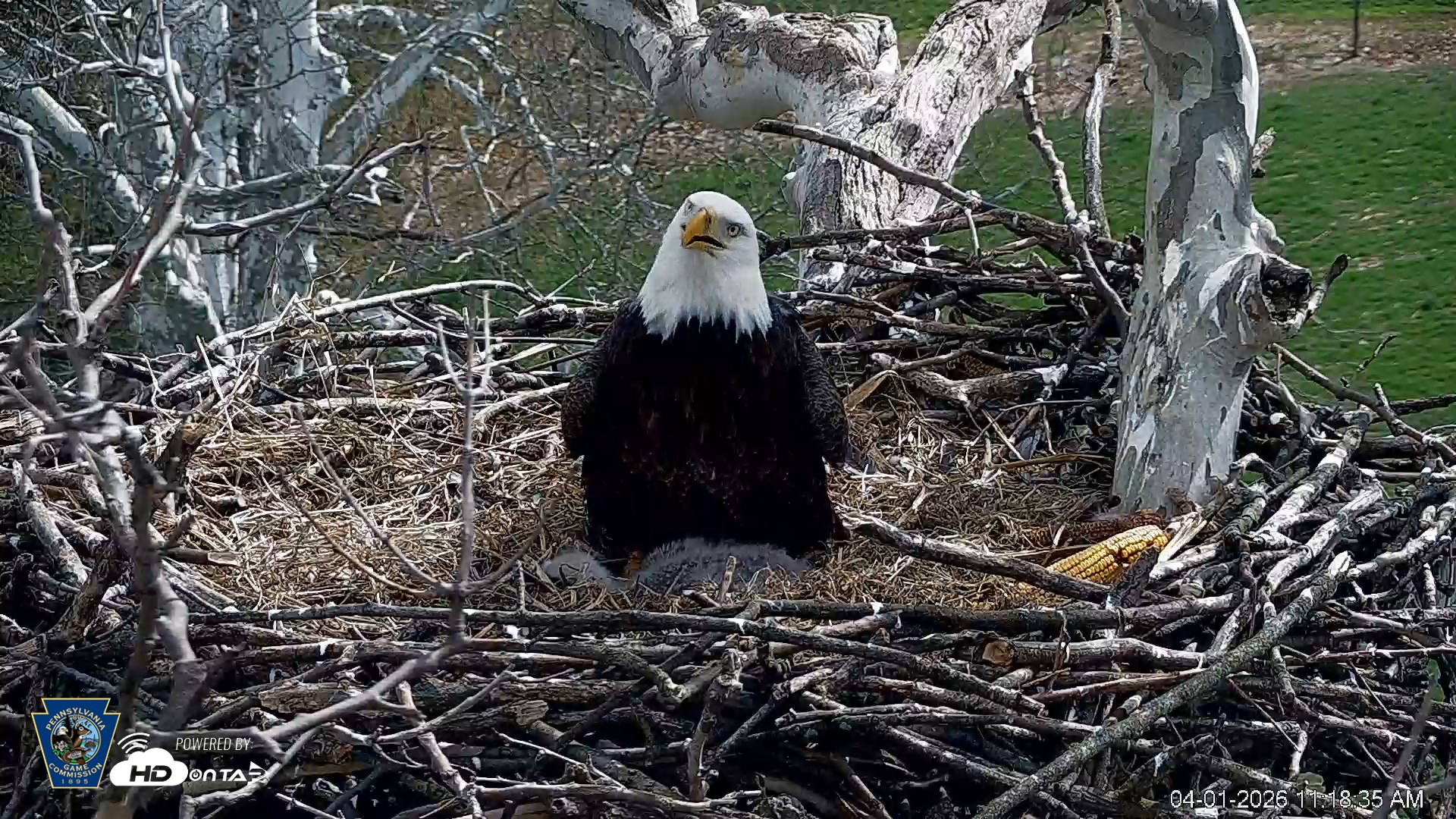 Snapshot of PA Farm Country Eagles Live Cams taken Apr 1, 2026, 11:19am EDT