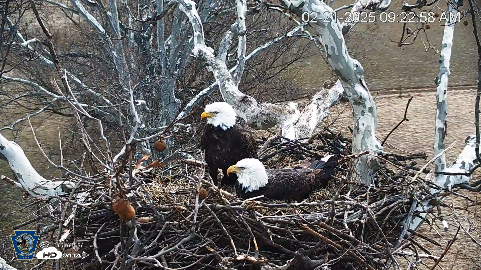 Snapshot of PA Farm Country Eagles Live Cams taken Feb 21, 2025, 9:23am EST