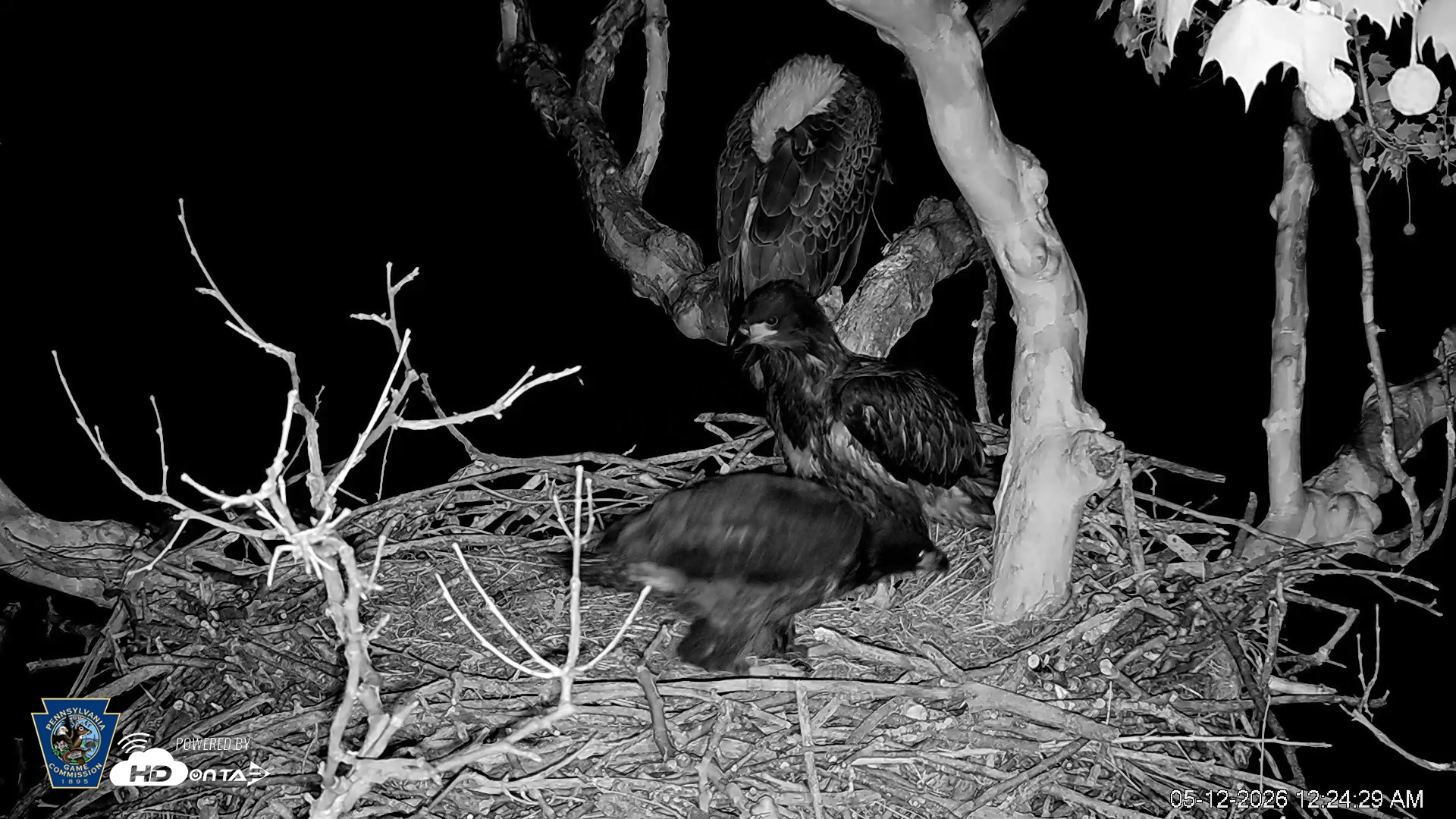 Snapshot of PA Farm Country Eagles Live Cams taken May 12, 2026, 12:25am EDT
