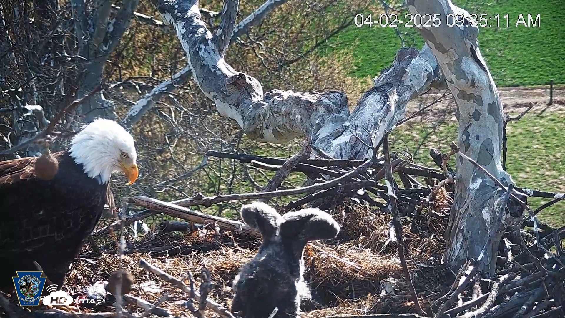 Snapshot of PA Farm Country Eagles Live Cams taken Apr 2, 2025, 9:35am EDT