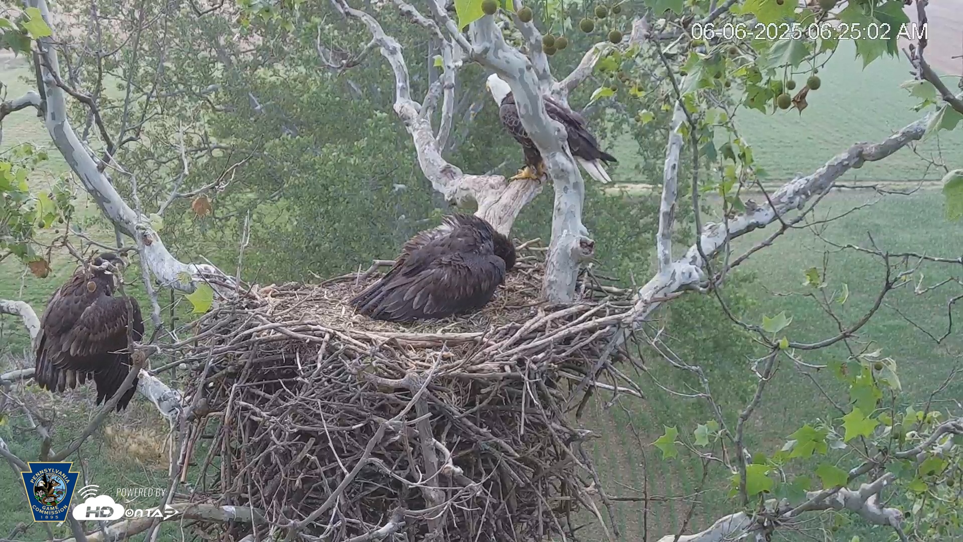 Snapshot of PA Farm Country Eagles Live Cams taken Jun 6, 2025, 6:25am EDT