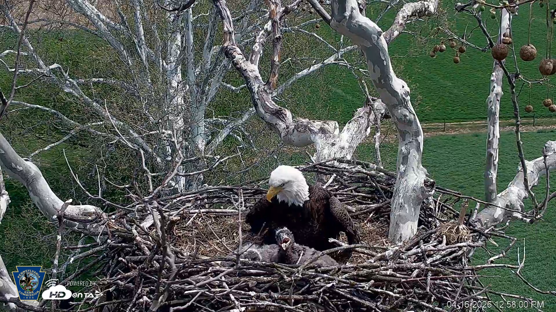 Snapshot of PA Farm Country Eagles Live Cams taken Apr 16, 2026, 12:58pm EDT
