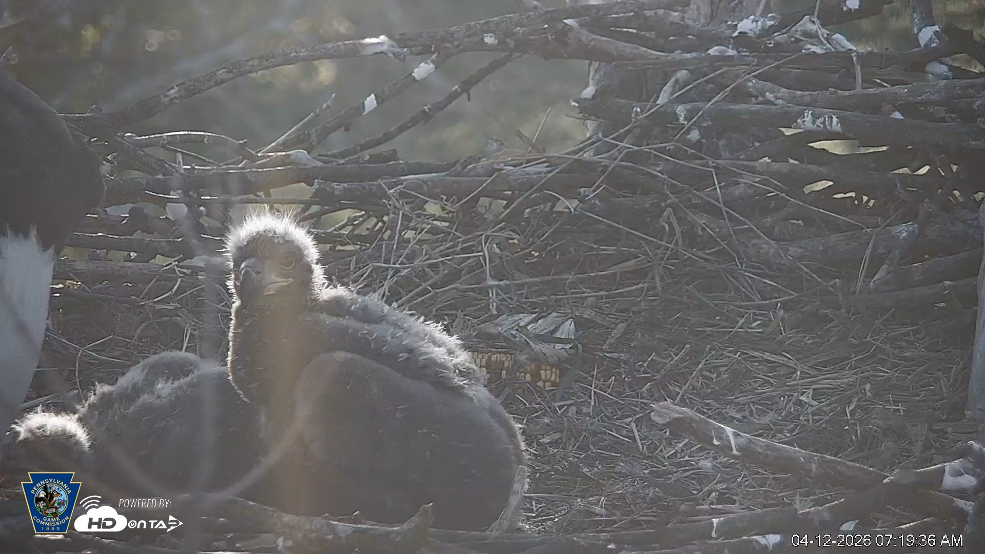 Snapshot of PA Farm Country Eagles Live Cams taken Apr 12, 2026, 7:20am EDT