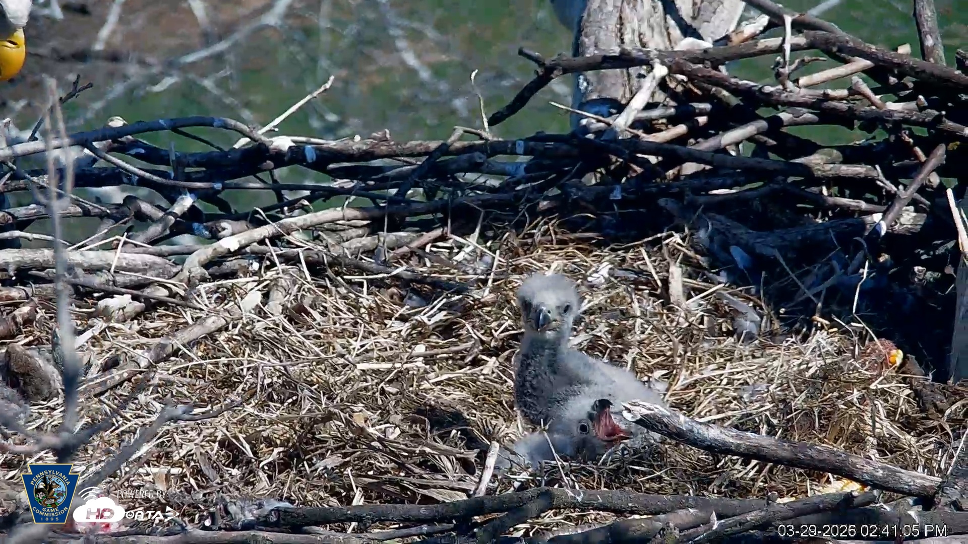 Snapshot of PA Farm Country Eagles Live Cams taken Mar 29, 2026, 2:41pm EDT