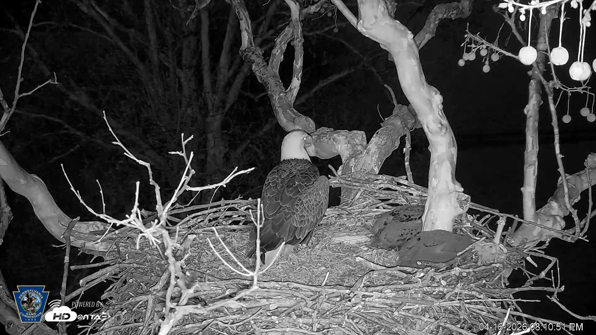 Snapshot of PA Farm Country Eagles Live Cams taken Apr 16, 2026, 8:12pm EDT