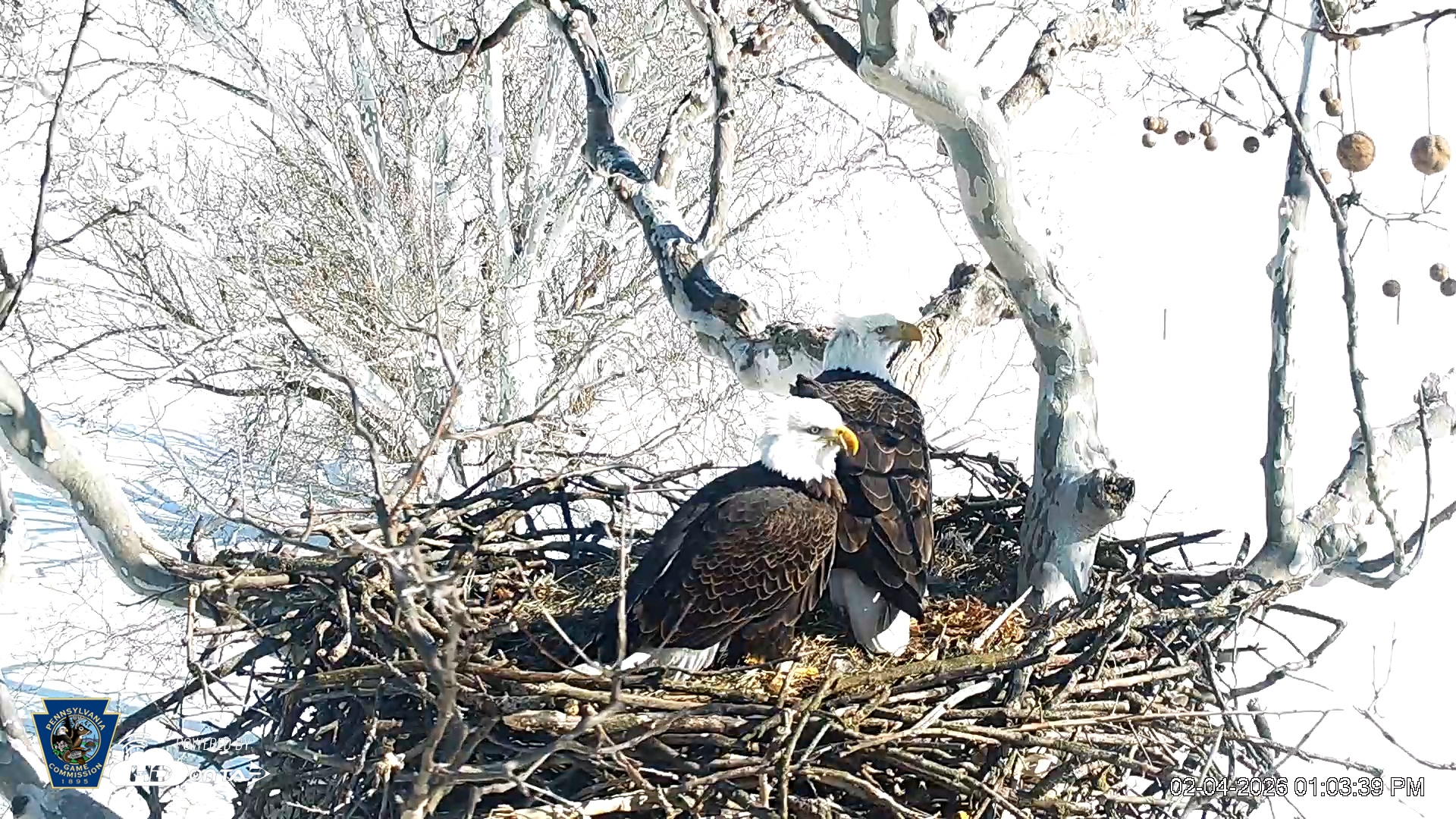 Snapshot of PA Farm Country Eagles Live Cams taken Feb 4, 2026, 1:04pm EST
