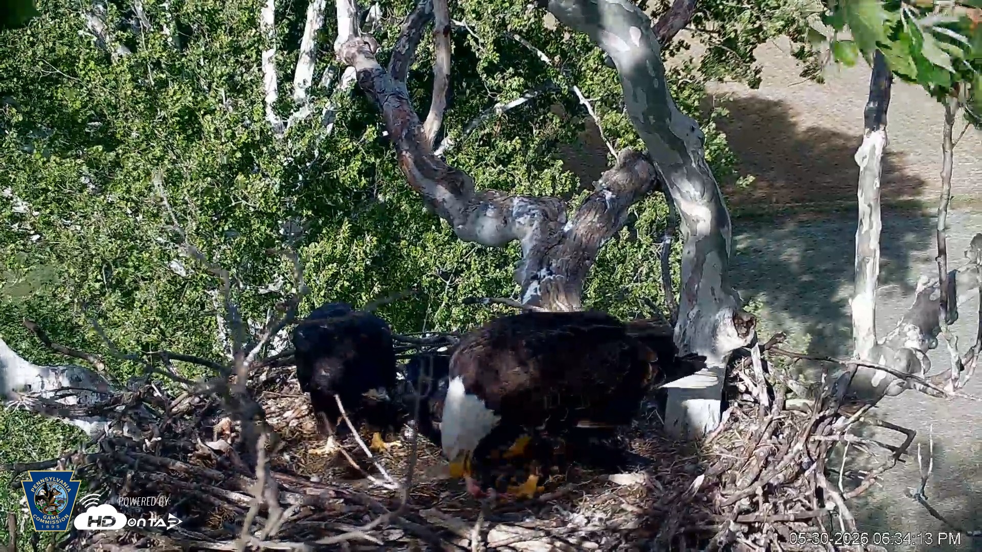 Snapshot of PA Farm Country Eagles Live Cams taken May 30, 2026, 6:35pm EDT