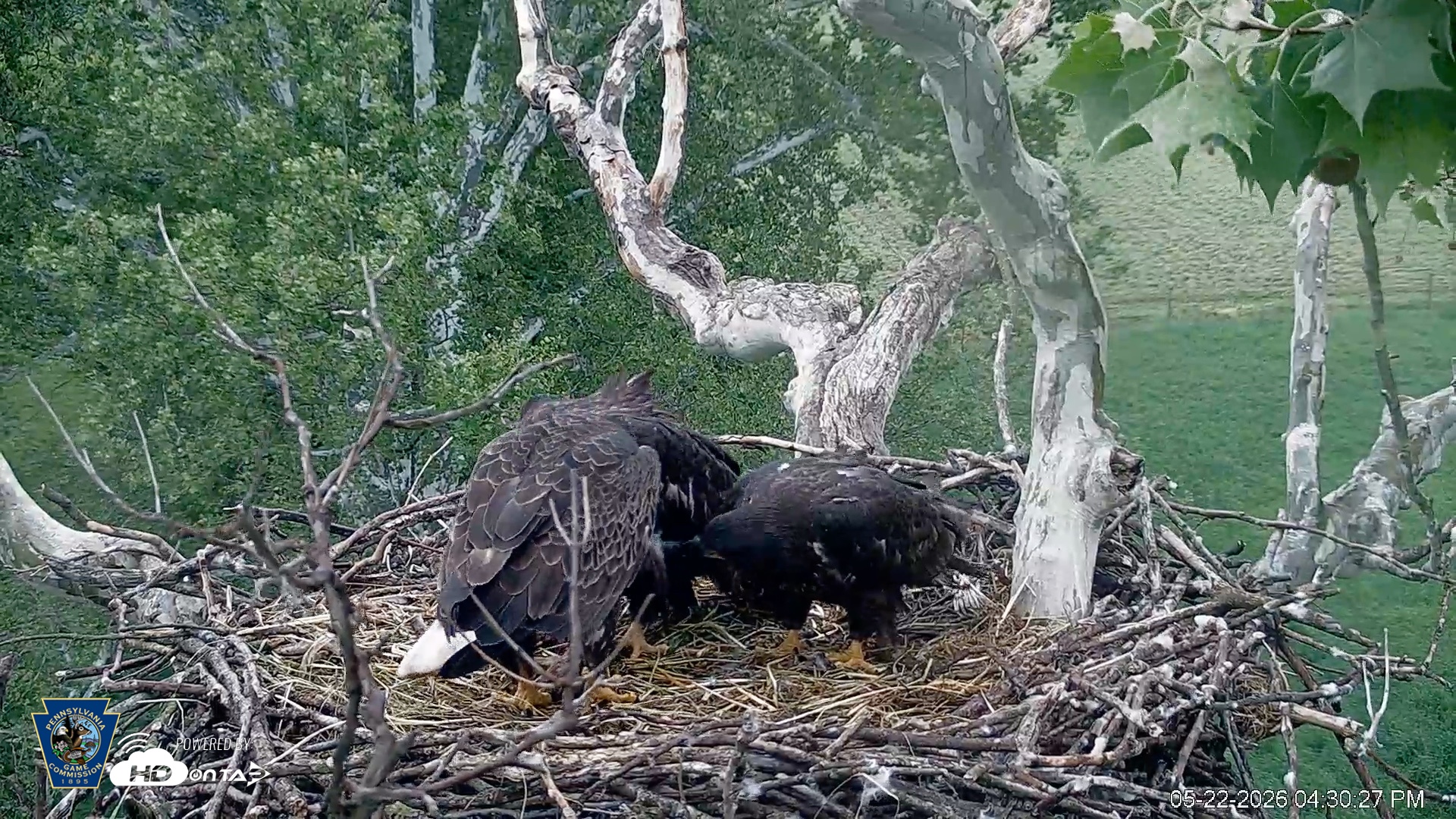 Snapshot of PA Farm Country Eagles Live Cams taken May 22, 2026, 4:31pm EDT